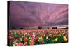 Sunset over Tulip Field-jpldesigns-Stretched Canvas