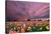 Sunset over Tulip Field-jpldesigns-Stretched Canvas