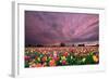 Sunset over Tulip Field-jpldesigns-Framed Photographic Print