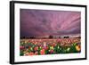 Sunset over Tulip Field-jpldesigns-Framed Photographic Print