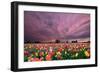 Sunset over Tulip Field-jpldesigns-Framed Photographic Print