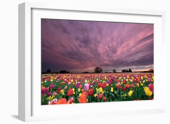 Sunset over Tulip Field-jpldesigns-Framed Photographic Print