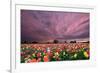 Sunset over Tulip Field-jpldesigns-Framed Photographic Print