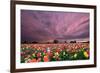 Sunset over Tulip Field-jpldesigns-Framed Photographic Print