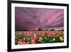 Sunset over Tulip Field-jpldesigns-Framed Photographic Print