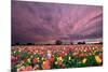 Sunset over Tulip Field-jpldesigns-Mounted Photographic Print