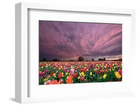 Sunset over Tulip Field-jpldesigns-Framed Photographic Print