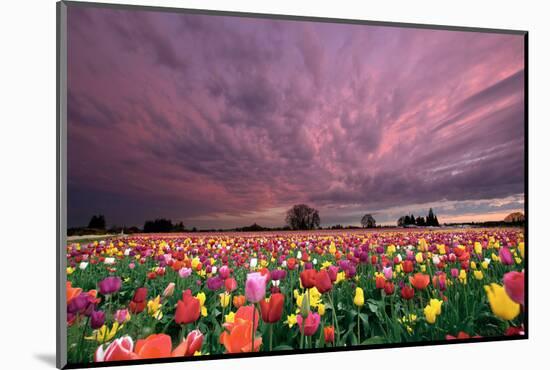 Sunset over Tulip Field-jpldesigns-Mounted Photographic Print