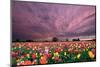 Sunset over Tulip Field-jpldesigns-Mounted Photographic Print