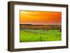 Sunset over Tulips-gkuna-Framed Premium Photographic Print