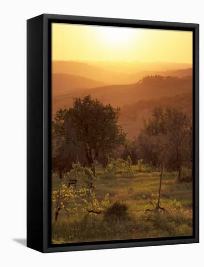 Sunset over Vineyards Near Panzano in Chianti, Chianti, Tuscany, Italy, Europe-Patrick Dieudonne-Framed Stretched Canvas