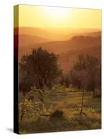 Sunset over Vineyards Near Panzano in Chianti, Chianti, Tuscany, Italy, Europe-Patrick Dieudonne-Stretched Canvas