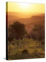 Sunset over Vineyards Near Panzano in Chianti, Chianti, Tuscany, Italy, Europe-Patrick Dieudonne-Stretched Canvas