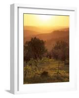 Sunset over Vineyards Near Panzano in Chianti, Chianti, Tuscany, Italy, Europe-Patrick Dieudonne-Framed Photographic Print