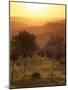 Sunset over Vineyards Near Panzano in Chianti, Chianti, Tuscany, Italy, Europe-Patrick Dieudonne-Mounted Photographic Print