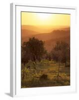 Sunset over Vineyards Near Panzano in Chianti, Chianti, Tuscany, Italy, Europe-Patrick Dieudonne-Framed Photographic Print