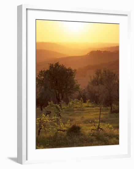 Sunset over Vineyards Near Panzano in Chianti, Chianti, Tuscany, Italy, Europe-Patrick Dieudonne-Framed Photographic Print