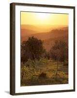 Sunset over Vineyards Near Panzano in Chianti, Chianti, Tuscany, Italy, Europe-Patrick Dieudonne-Framed Photographic Print