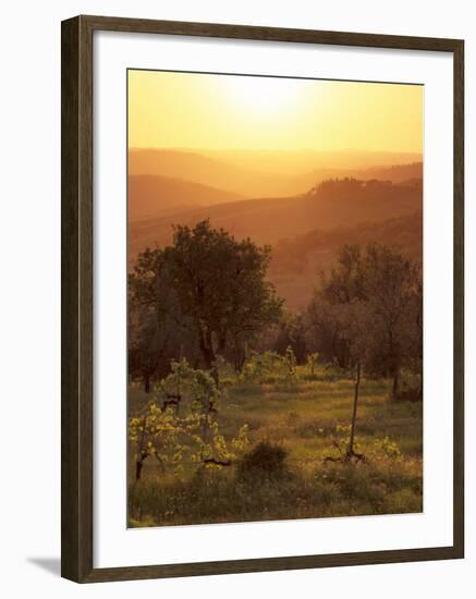 Sunset over Vineyards Near Panzano in Chianti, Chianti, Tuscany, Italy, Europe-Patrick Dieudonne-Framed Photographic Print