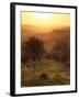 Sunset over Vineyards Near Panzano in Chianti, Chianti, Tuscany, Italy, Europe-Patrick Dieudonne-Framed Photographic Print