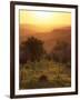 Sunset over Vineyards Near Panzano in Chianti, Chianti, Tuscany, Italy, Europe-Patrick Dieudonne-Framed Photographic Print