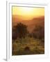 Sunset over Vineyards Near Panzano in Chianti, Chianti, Tuscany, Italy, Europe-Patrick Dieudonne-Framed Photographic Print