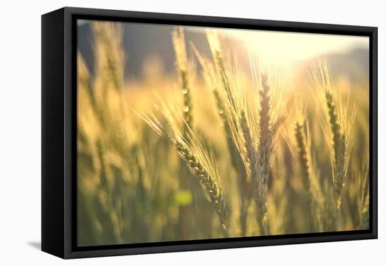 Sunset over Wheat Field-DambrAles-Framed Stretched Canvas