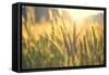 Sunset over Wheat Field-DambrAles-Framed Stretched Canvas