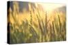 Sunset over Wheat Field-DambrAles-Stretched Canvas