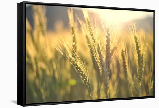 Sunset over Wheat Field-DambrAles-Framed Stretched Canvas