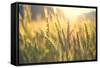 Sunset over Wheat Field-DambrAles-Framed Stretched Canvas