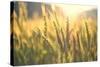 Sunset over Wheat Field-DambrAles-Stretched Canvas