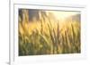 Sunset over Wheat Field-DambrAles-Framed Photographic Print