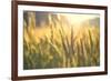 Sunset over Wheat Field-DambrAles-Framed Photographic Print