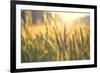 Sunset over Wheat Field-DambrAles-Framed Photographic Print