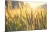 Sunset over Wheat Field-DambrAles-Mounted Photographic Print
