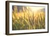 Sunset over Wheat Field-DambrAles-Framed Photographic Print