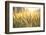 Sunset over Wheat Field-DambrAles-Framed Photographic Print