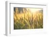 Sunset over Wheat Field-DambrAles-Framed Photographic Print