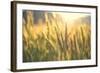 Sunset over Wheat Field-DambrAles-Framed Photographic Print