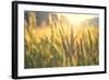 Sunset over Wheat Field-DambrAles-Framed Photographic Print