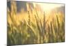 Sunset over Wheat Field-DambrAles-Mounted Photographic Print