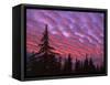 Sunset Painting Clouds Over Forest, Three Sisters Wilderness, Oregon, USA-Steve Terrill-Framed Stretched Canvas