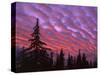 Sunset Painting Clouds Over Forest, Three Sisters Wilderness, Oregon, USA-Steve Terrill-Stretched Canvas