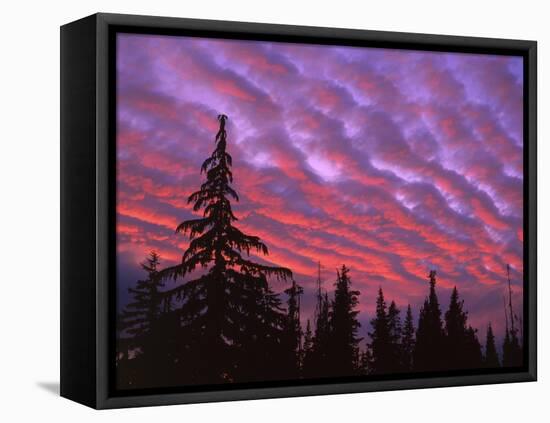 Sunset Painting Clouds Over Forest, Three Sisters Wilderness, Oregon, USA-Steve Terrill-Framed Stretched Canvas