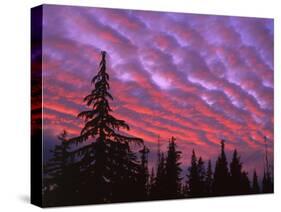 Sunset Painting Clouds Over Forest, Three Sisters Wilderness, Oregon, USA-Steve Terrill-Stretched Canvas