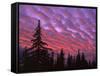 Sunset Painting Clouds Over Forest, Three Sisters Wilderness, Oregon, USA-Steve Terrill-Framed Stretched Canvas