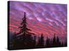 Sunset Painting Clouds Over Forest, Three Sisters Wilderness, Oregon, USA-Steve Terrill-Stretched Canvas