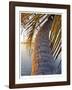 Sunset Palm Islamorada-John Gynell-Framed Giclee Print