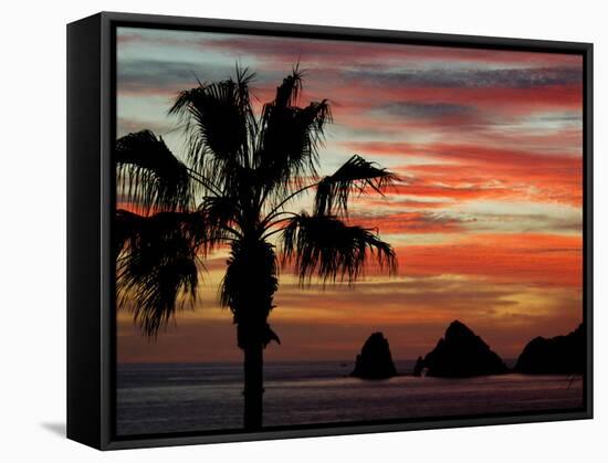Sunset Palm with Rock Formation, Los Arcos in the Distance, Cabo San Lucas, Baja California, Mexico-Cindy Miller Hopkins-Framed Stretched Canvas